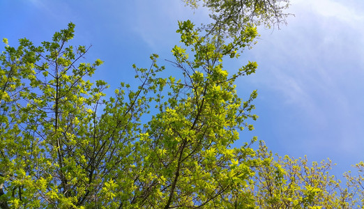 春树枝在清蓝的天空上有新鲜叶子图片
