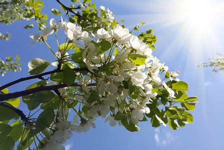 春树的枝美丽白花和蓝天阳光图片