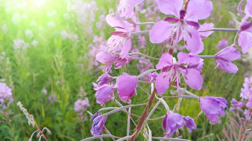 花朵中的粉色青绿花或图片