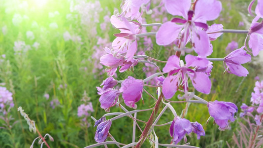 花朵中的粉色青绿花或图片