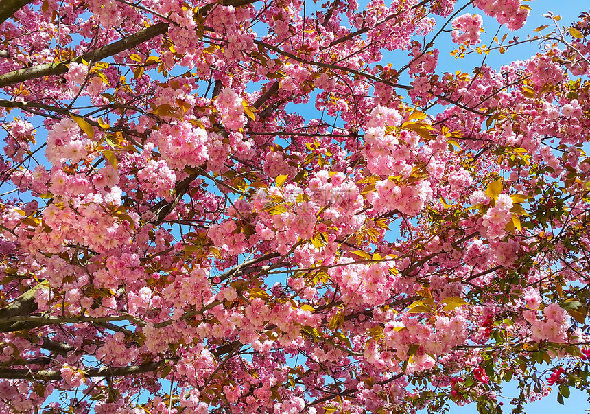 美丽的日本樱花朵普鲁努斯塞尔拉塔树花图片