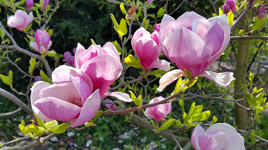 春木兰的枝子美丽粉红色花朵图片