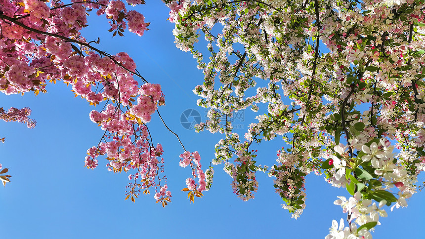蓝天空背景的美丽春树花图片