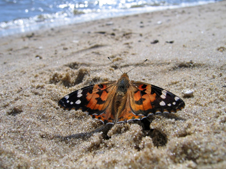 画着蝴蝶夫人坐在水边沙滩上图片