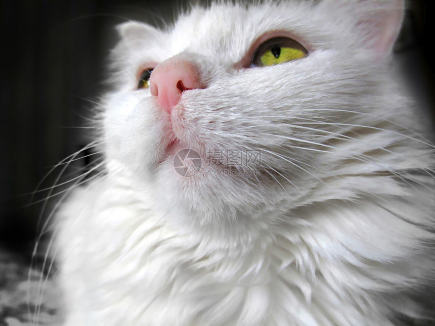 一只绿色眼睛的白猫肖像向上看近图片