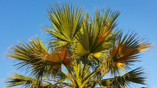 棕榈树的枝图片