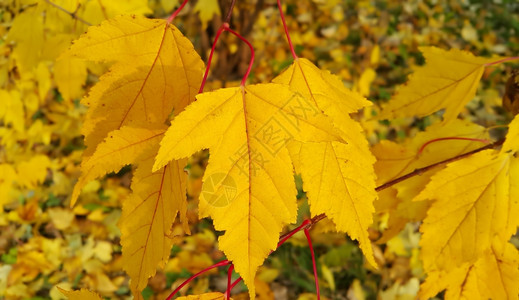秋树的枝有明亮黄色树叶图片