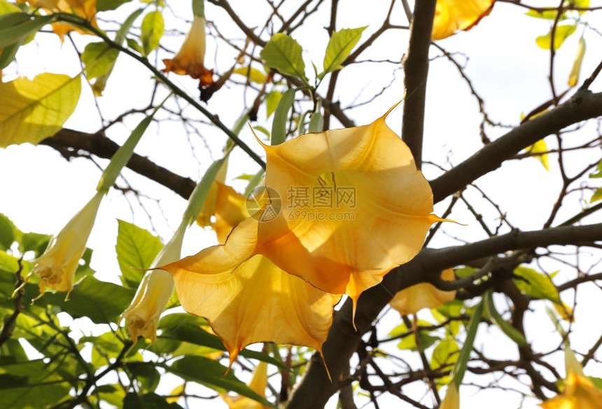 黄褐色的布鲁格曼西亚叫做天使号角或花朵图片