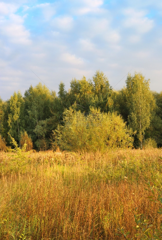 含有树木和草药的秋季风景图片