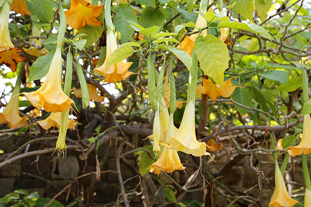 黄褐色的布鲁格曼西亚叫做天使号角或花朵高清图片