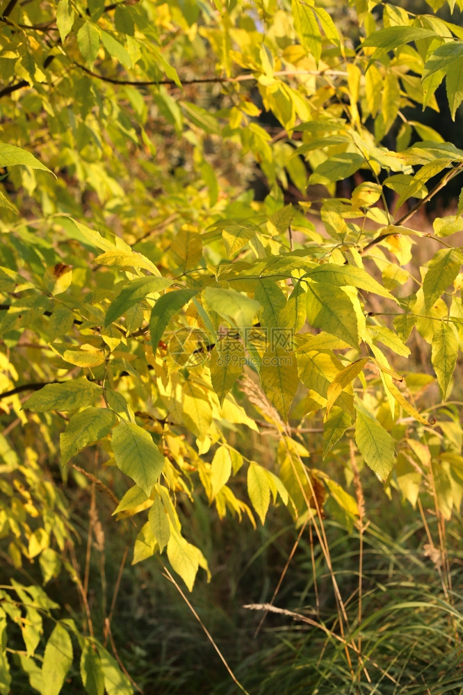 阳光下明亮的黄色秋光树枝图片
