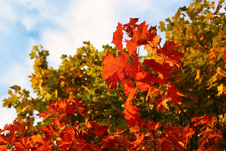 明亮的秋天树枝在天空背景和云彩上图片