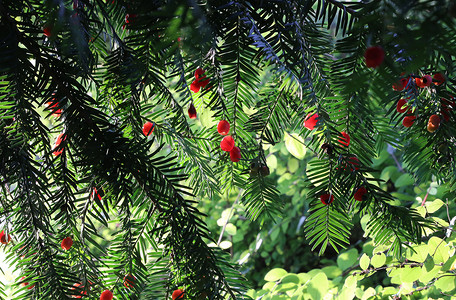 长在青树枝上的红莓欧黄树背景图片