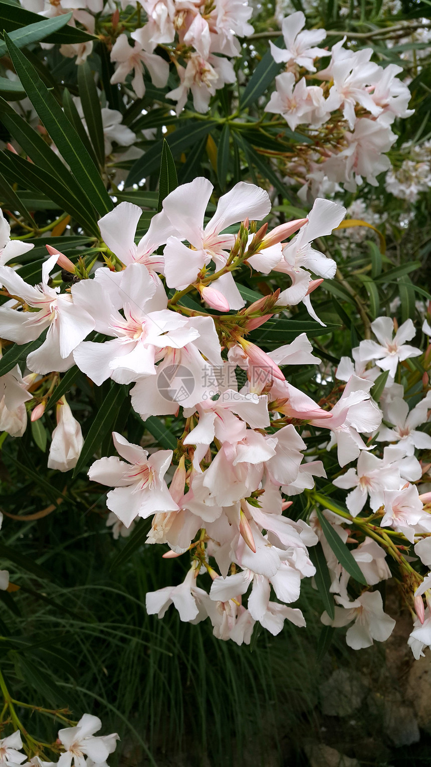 以美丽的花朵在奥莱安德丛林的密闭中图片