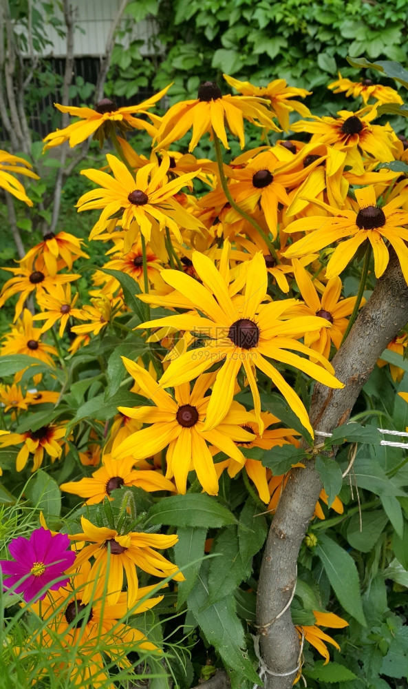 一群美丽的鲁德贝克亚明亮黄色花朵图片