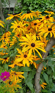 一群美丽的鲁德贝克亚明亮黄色花朵图片