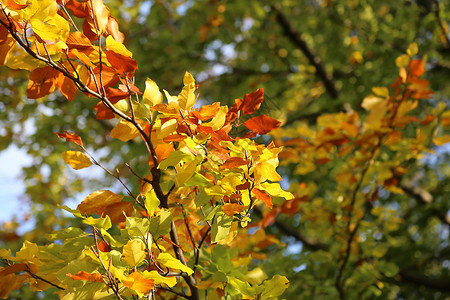 秋树的明亮黄色枝在阳光下发图片