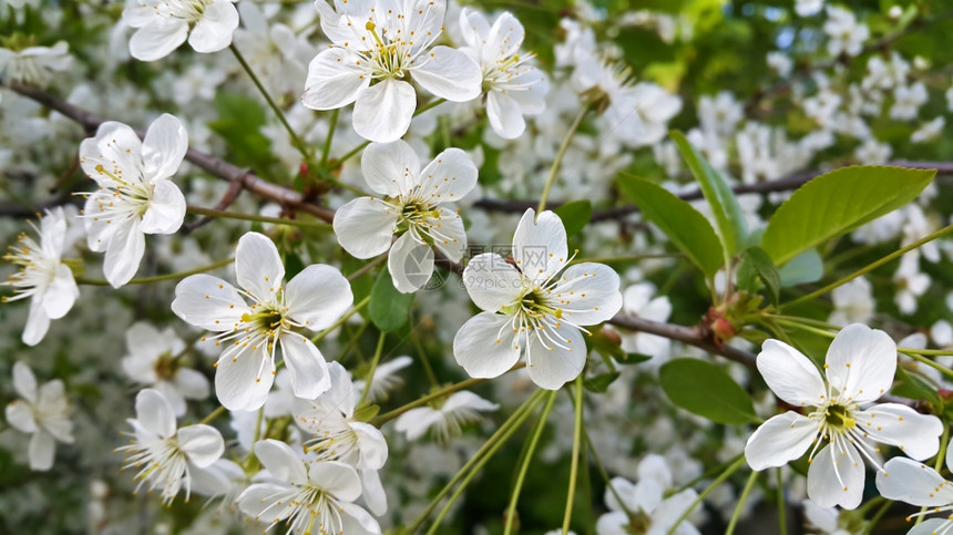 美丽的春树枝带白花的图片