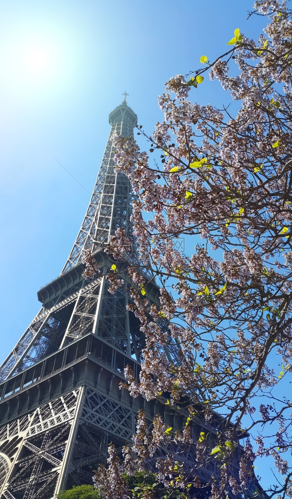 蓝天的艾菲尔铁塔阳光灿烂的背景美丽树丛春天在法国巴黎图片