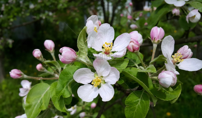 春天开花的苹果树枝美丽的花朵图片