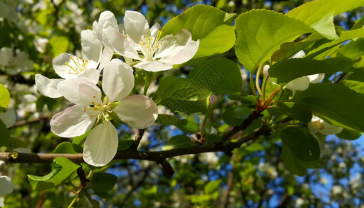 春树的美丽枝子带白花春树枝子图片