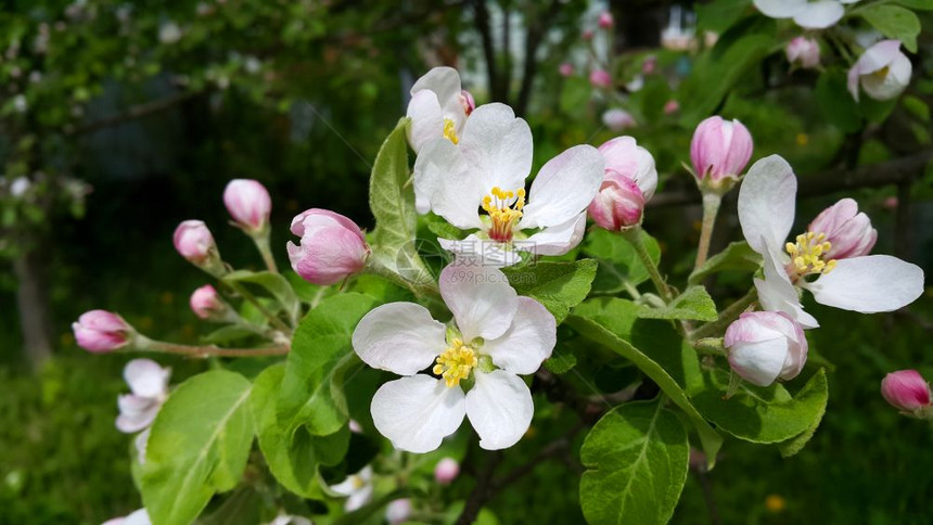 春天开花的苹果树分枝盛着美丽的花朵图片