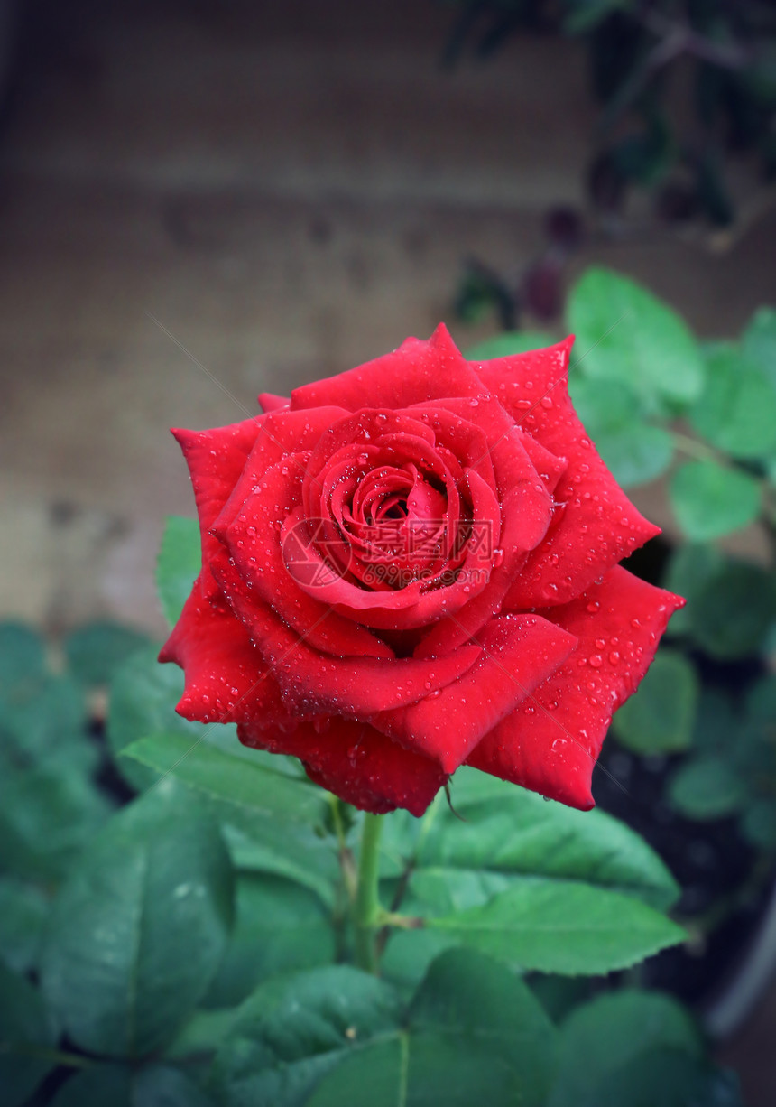 美丽的红玫瑰加上水滴图片
