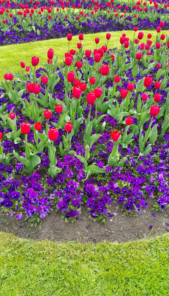绿草坪有美丽的郁金香和紫罗兰花图片