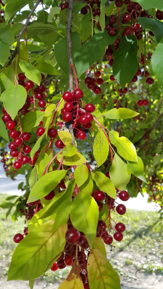 鸟樱桃树枝和鲜亮的浆果图片