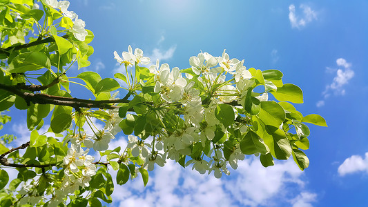 空白花素材美丽的春果树枝美丽的白花蓝天空背景背景