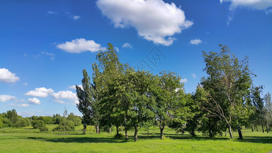 美丽的夏月风景有树木明蓝天空有白云图片