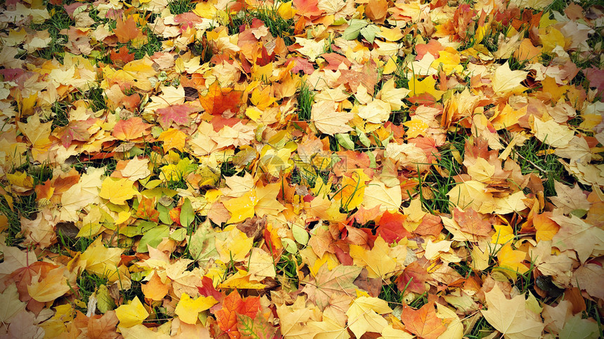 山草和绿落叶的明秋背景图片