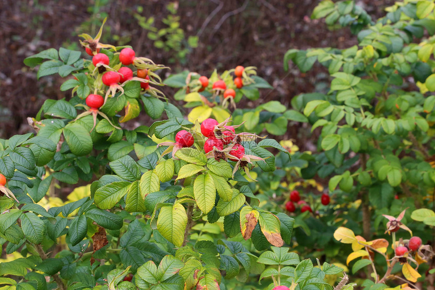 秋天的狗果玫瑰子野生花枝图片