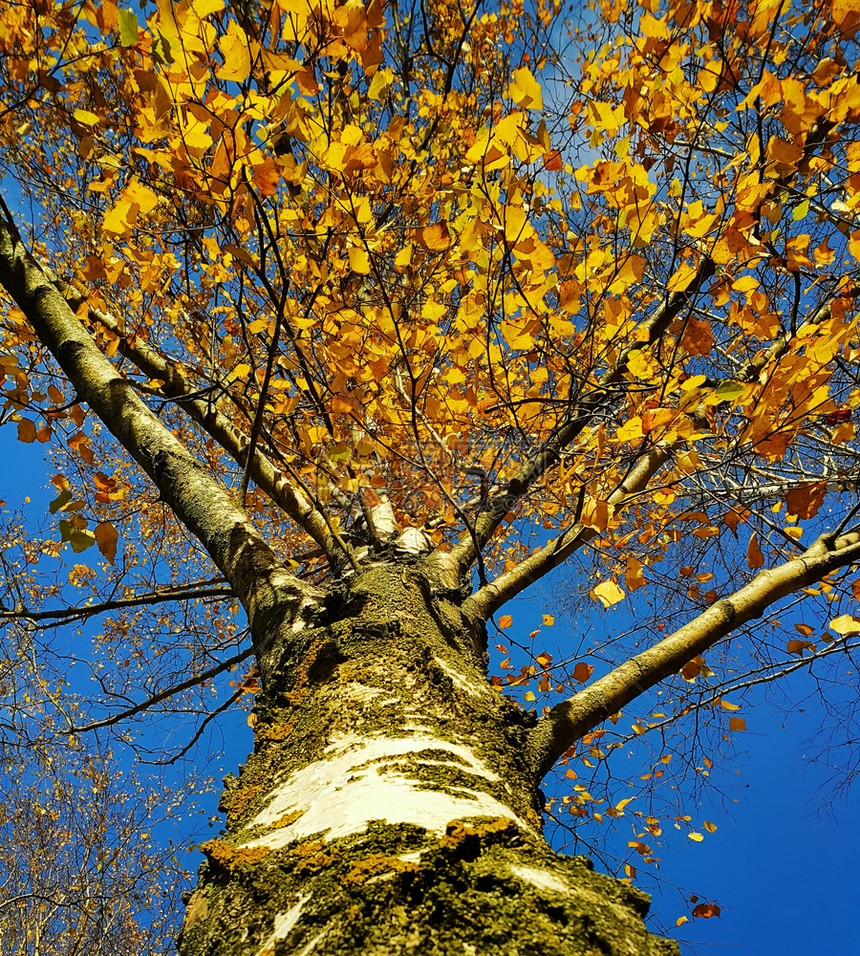 在蓝天背景下树枝和有着美丽的秋树明黄色叶子蓝天背景之下图片