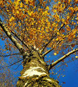 在蓝天背景下树枝和有着美丽的秋树明黄色叶子蓝天背景之下图片
