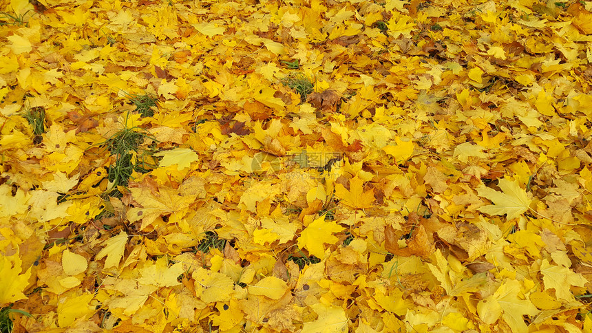 映像树落叶的明黄色秋季背景图片