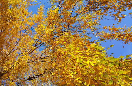 秋树的枝处蓝色天空背景的黄色亮叶子图片