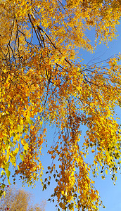 秋树的枝蓝色天空背景的黄绿树叶图片
