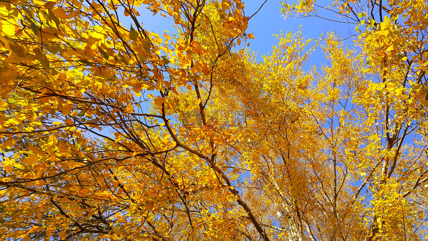 秋树的枝蓝色天空背景的黄绿树叶图片