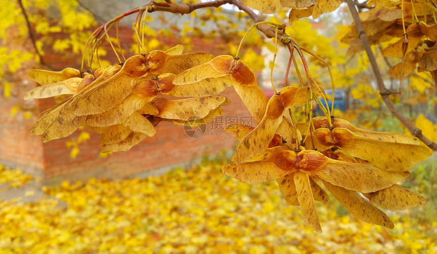 美丽的秋叶树枝配有翅膀种子图片