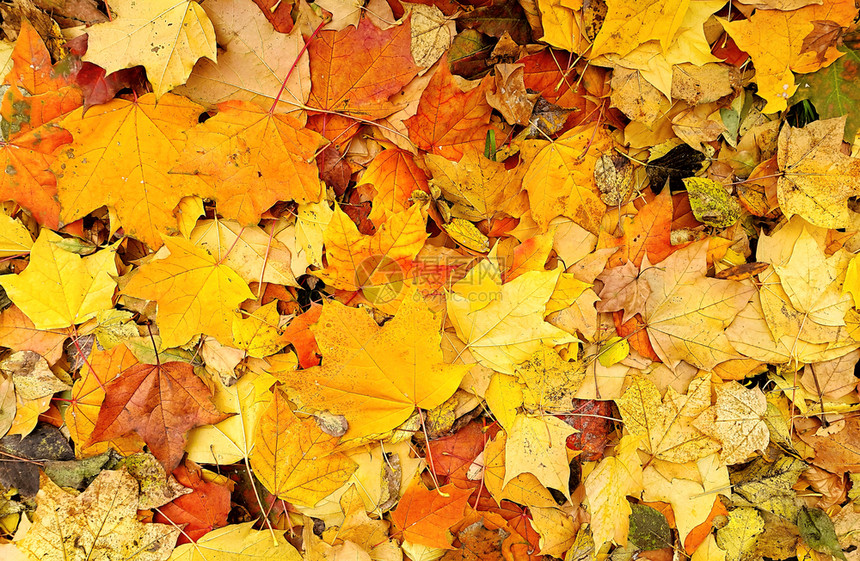淡落的树叶明亮多彩秋天背景图片