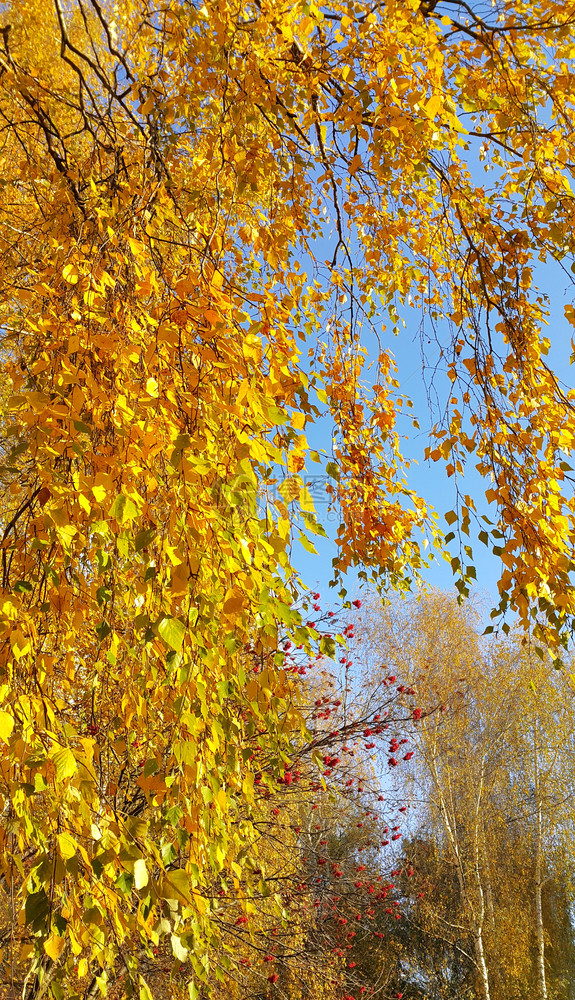 明亮的黄秋树和红山灰浆图片