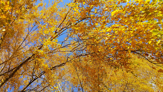 秋树的枝青黄叶子与蓝色天空相伴图片