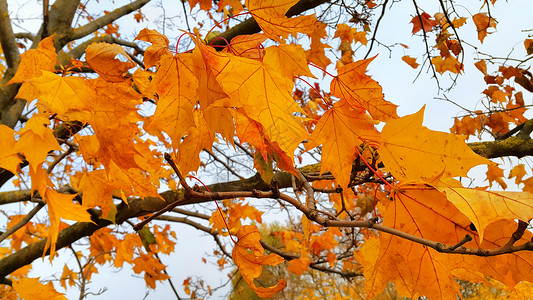秋树的美丽枝棕橙叶图片