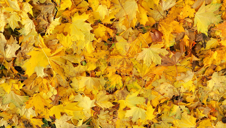 绿树落叶的明黄色秋背景图片