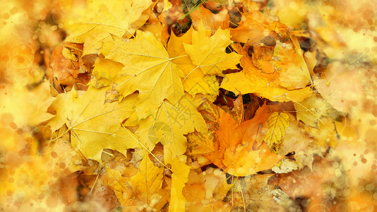 淡树落叶的明亮抽象秋天背景图片