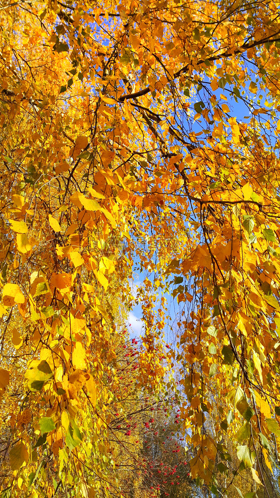 秋树上的黄色叶子图片