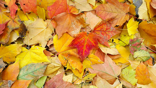 一堆秋叶图片