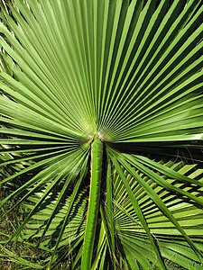 热带棕榈大绿叶封闭自然背景图片