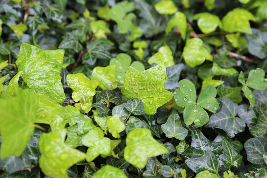 关闭有水滴天然明亮绿色背景的植物湿叶图片